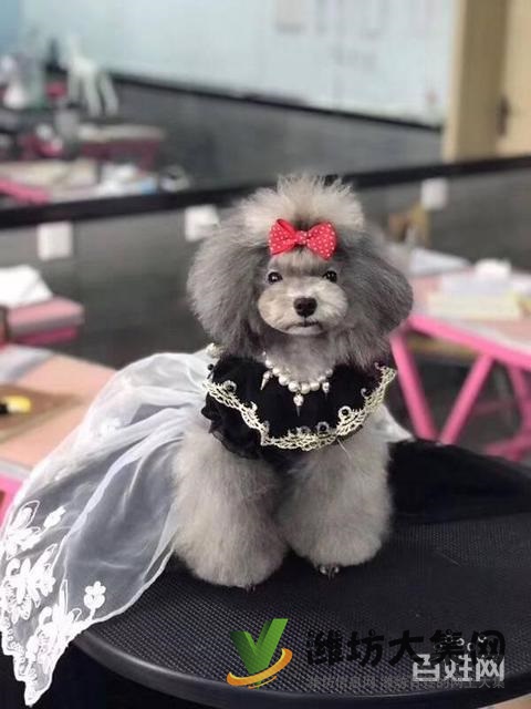 濰坊寵物美容培訓中心怎么選|一諾寵物美容師培訓