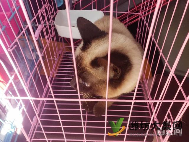 濰坊 寵物托運公司 正規公司安全可靠