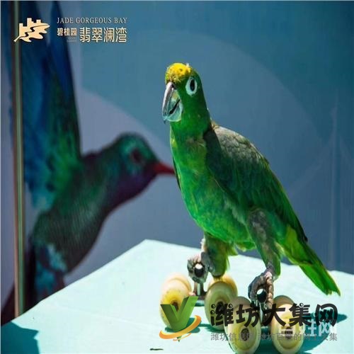 撫順市企鵝展覽出租哪家好