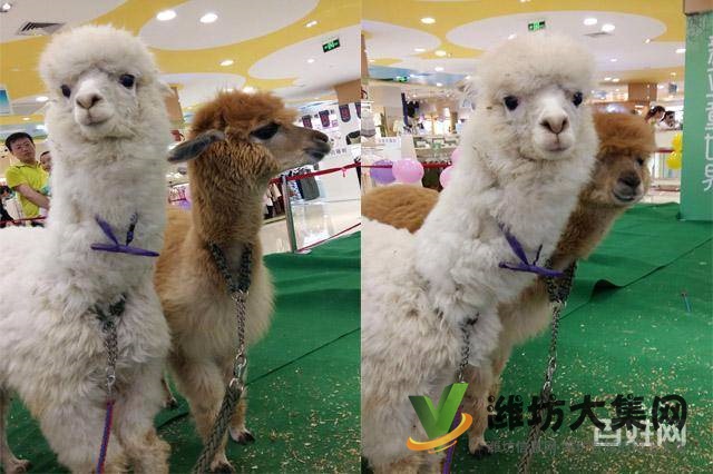 濰坊海洋生物租賃、萌寵動物租賃,百鳥展出租