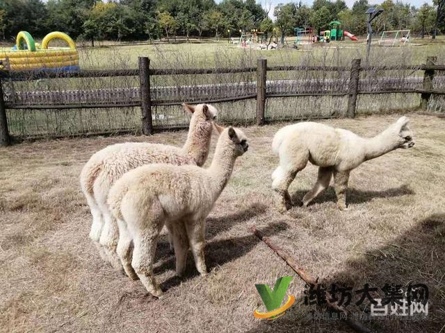 濰坊奎文哪里有出售羊駝的 羊駝出租 小羊駝多少錢一只