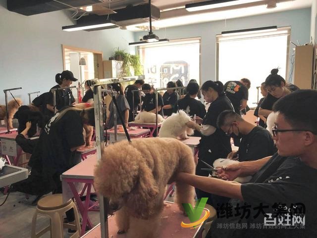 桂林專業(yè)寵物美容培訓(xùn)?寵物美容學(xué)校多少錢學(xué)費(fèi)?