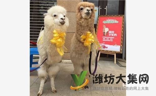 濰坊奎文哪里有出售羊駝的 羊駝出租 小羊駝多少錢一只