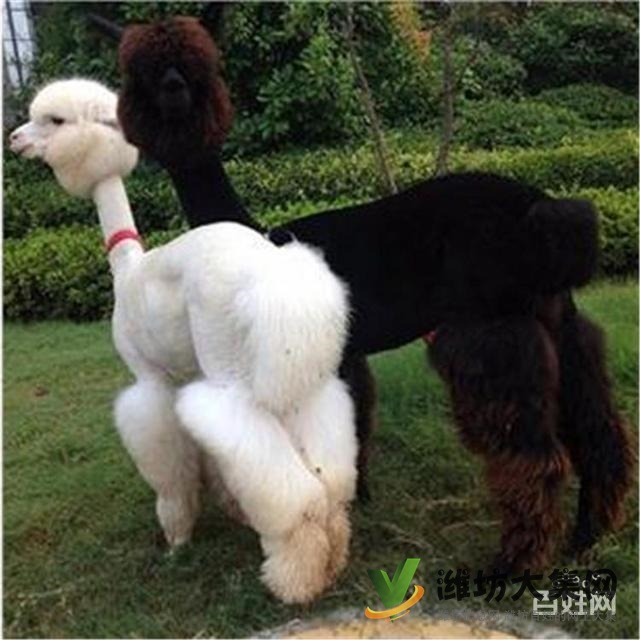 濰坊奎文哪里有出售羊駝的 羊駝出租 小羊駝多少錢一只