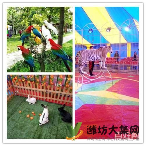 諸城市百鳥展覽出租 馬戲團表演租賃