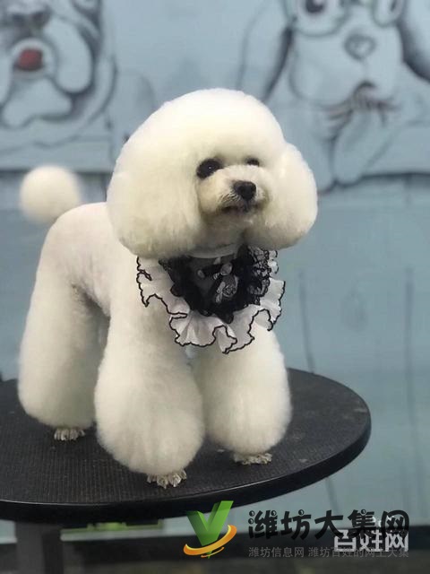 桂林專業(yè)寵物美容培訓(xùn)?寵物美容學(xué)校多少錢學(xué)費(fèi)?