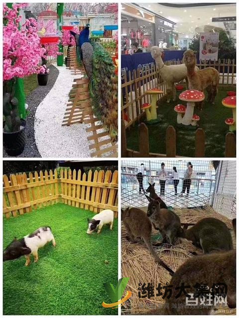 濰坊羊駝萌寵展租賃價格,出租多種小寵物報價單