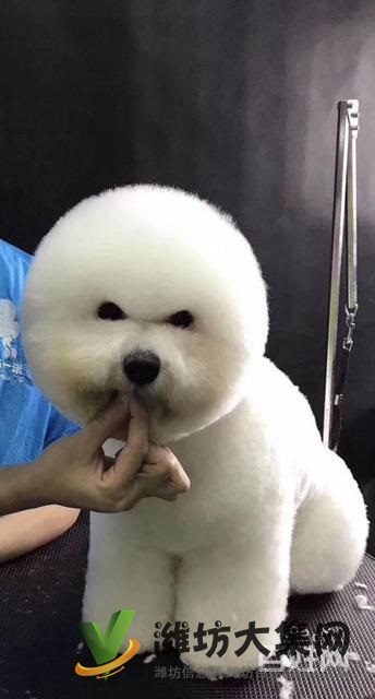 濰坊寵物美容學(xué)校培訓(xùn)正規(guī)嗎|一諾寵物美容培訓(xùn)學(xué)校