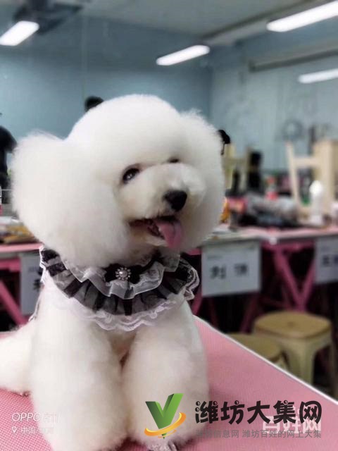 濰坊寵物美容師培訓(xùn),寵物美容培訓(xùn)哪里好教得好?