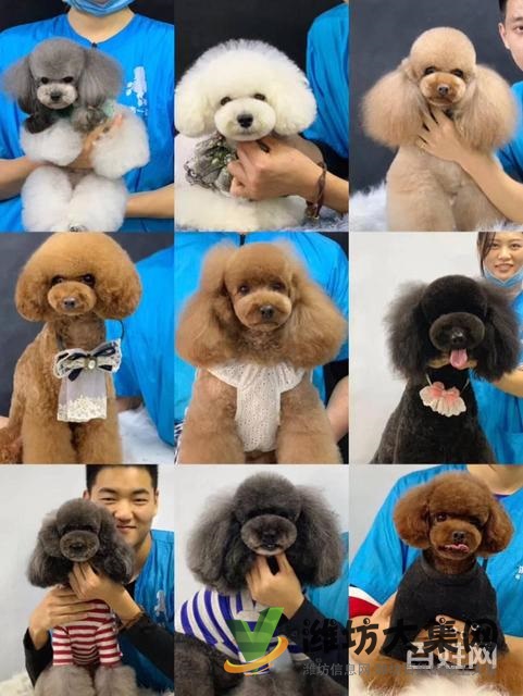 濰坊寵物美容培訓中心好不好|一諾寵物培訓學校