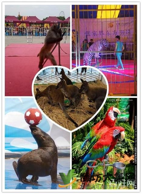 諸城市百鳥展覽出租 馬戲團表演租賃