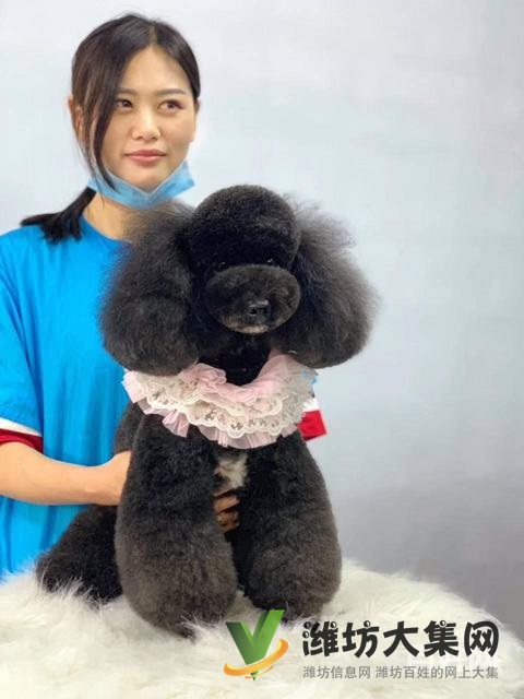 濰坊寵物美容護理學(xué)校? 一諾寵物美容師培訓(xùn)