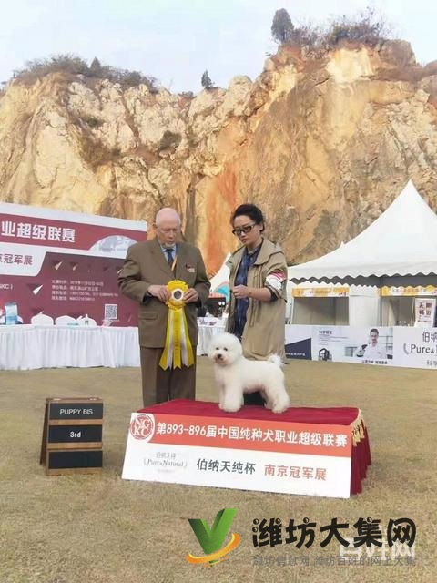 濰坊寵物美容培訓中心好不好|一諾寵物培訓學校