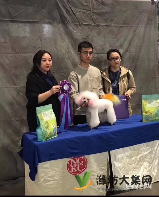 濰坊寵物美容培訓中心好不好|一諾寵物培訓學校