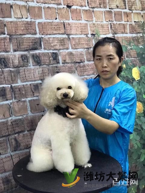 濰坊寵物美容培訓中心教得好?學寵物美容容易嗎