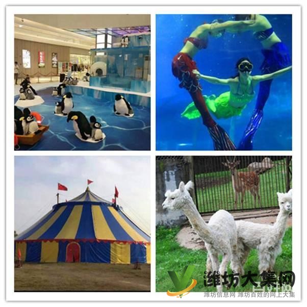 濰坊市鸚鵡表演 海獅表演租賃