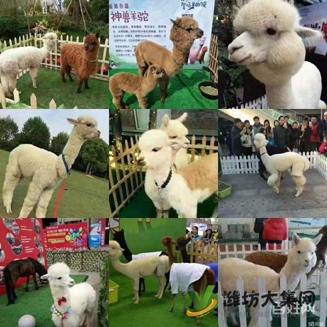 濰坊羊駝萌寵展租賃價格,出租多種小寵物報價單