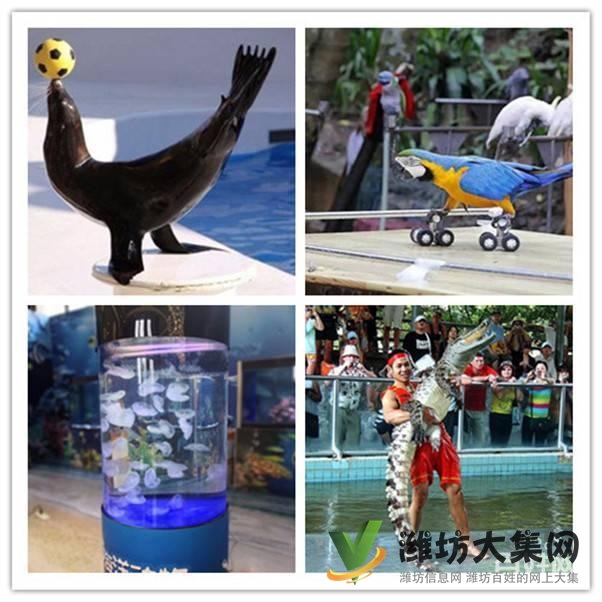 濰坊市哪里有馬戲團(tuán)表演出租 環(huán)球飛車(chē)租賃