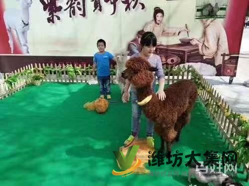 濰坊羊駝萌寵展租賃價格,出租多種小寵物報價單