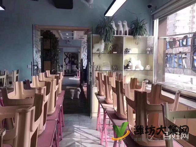 濰坊寵物美容培訓去哪好?去哪學寵物美容