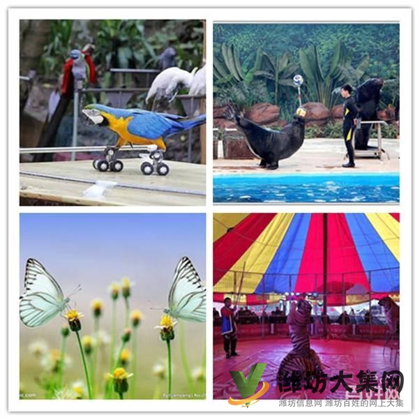 濰坊市萌寵動物 馬戲團表演租賃