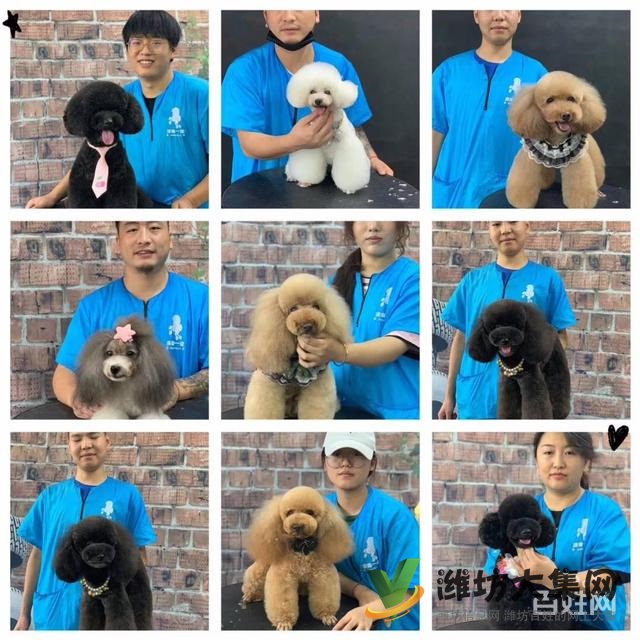濰坊寵物美容培訓中心教得好?學寵物美容容易嗎