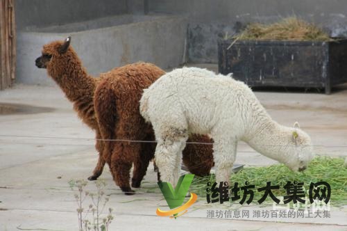 濰坊奎文哪里有出售羊駝的 羊駝出租 小羊駝多少錢一只