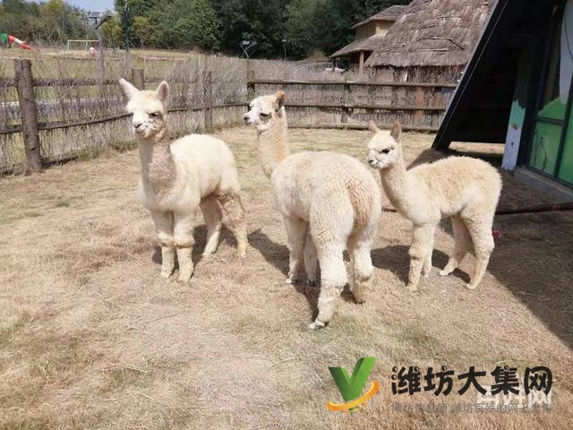 濰坊奎文哪里有出售羊駝的 羊駝出租 小羊駝多少錢一只