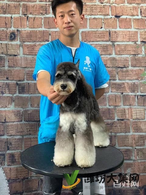 濰坊寵物美容培訓中心怎么選|一諾寵物美容師培訓