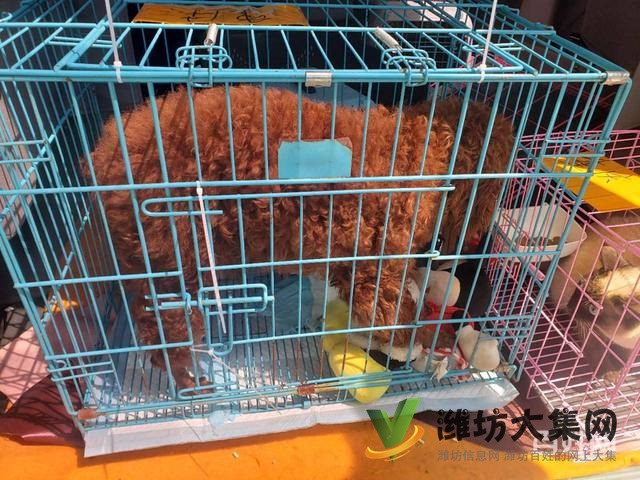 濰坊 寵物托運公司 正規公司安全可靠