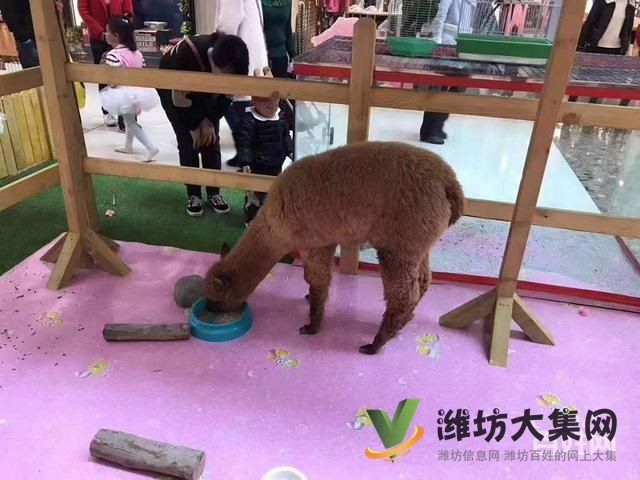 濰坊羊駝萌寵展租賃價格,出租多種小寵物報價單