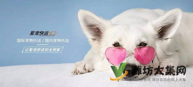 濰坊星寵快運-你隨意丟棄的,確是別人拼命守護