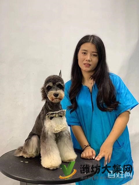 濰坊寵物美容培訓中心怎么選|一諾寵物美容師培訓