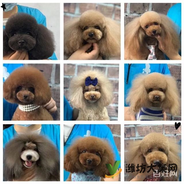 濰坊寵物美容護理學(xué)校? 一諾寵物美容師培訓(xùn)