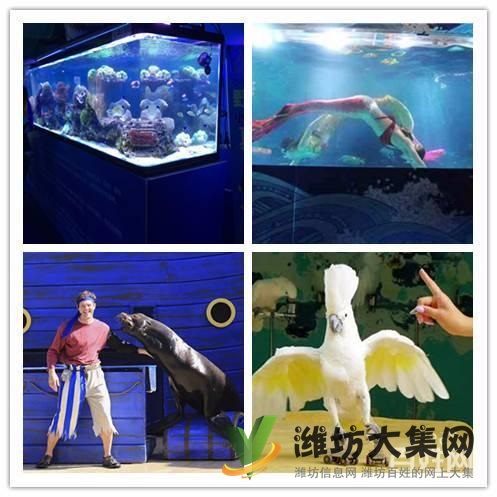 美人魚魚缸表演出租 大安海獅表演出租