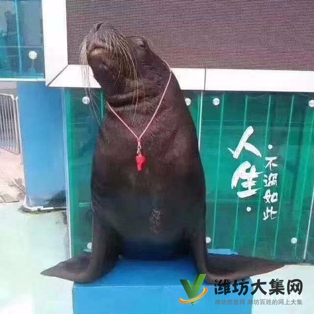 濰坊海洋生物租賃、萌寵動物租賃,百鳥展