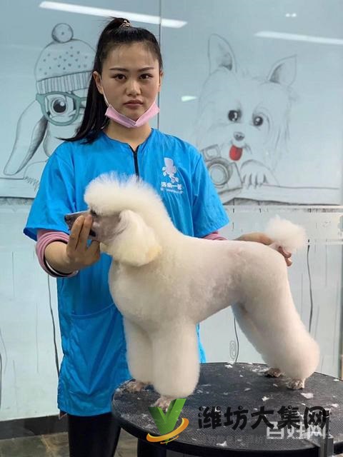 濰坊寵物美容培訓,有哪些寵物美容學校哪里好?