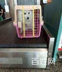 濰坊星寵快運-你隨意丟棄的,確是別人拼命守護