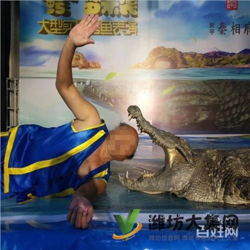 撫順市企鵝展覽出租哪家好