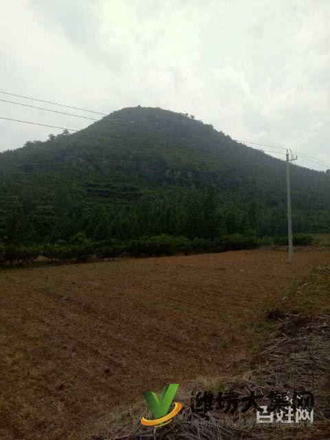 (快租免費尋址)青州王墳鎮一萬畝山頭轉讓