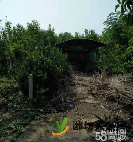 (快租免費尋址)諸城舜王街道箭口社區(qū)馬蘭駐地廠房出
