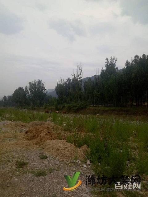 (快租免費尋址)青州王墳鎮一萬畝山頭轉讓