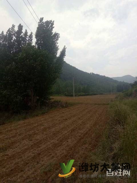 (快租免費尋址)青州王墳鎮一萬畝山頭轉讓