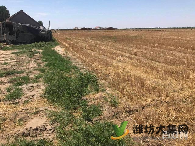 {快租免費尋址}昌邑角埠村好地段土地出租