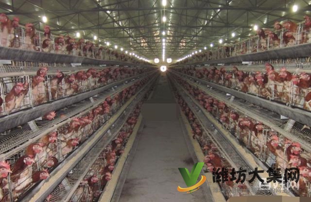 {快租免費尋址}壽光稻田鎮(zhèn)東龐陳村養(yǎng)殖場出租