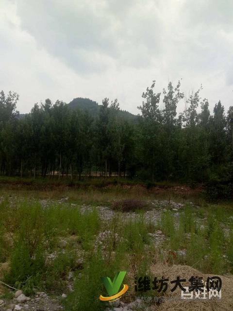 (快租免費尋址)青州王墳鎮一萬畝山頭轉讓