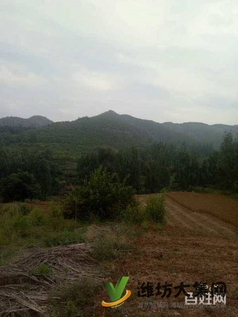 (快租免費尋址)青州王墳鎮一萬畝山頭轉讓