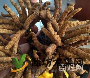 濰坊新華路附近回收老酒,洋酒,名煙,冬蟲夏草