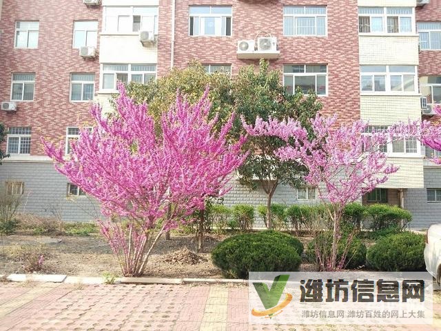 外國(guó)語(yǔ)近,政府小區(qū)稀 缺一樓,精裝修拎包入住,環(huán)境優(yōu)美物業(yè)