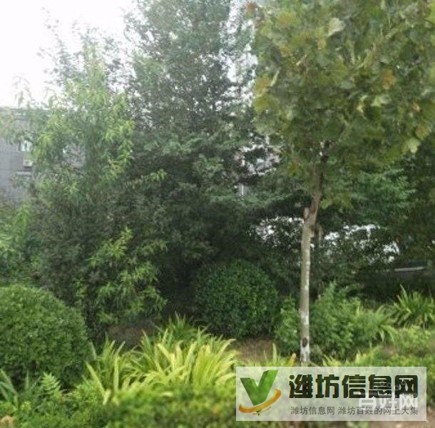 十里春風近大成優盤82平精裝無稅送地下室南北通透僅售53萬